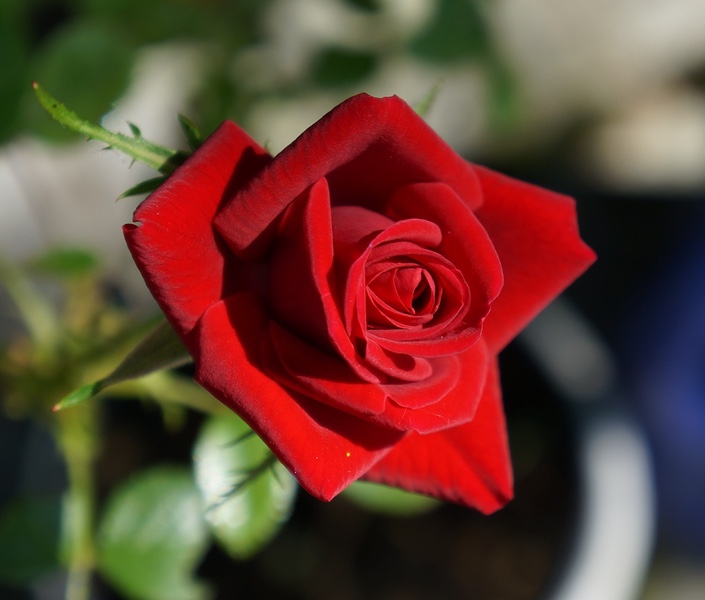 Red Rose Web 600px.jpg