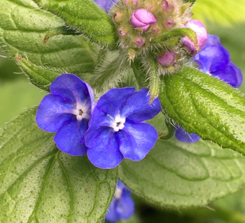 Forget Me Not Web 500px.jpg
