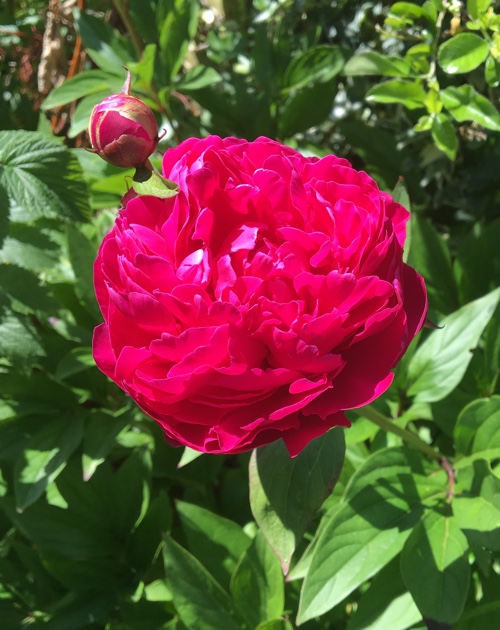 Pink Flower Web 500px